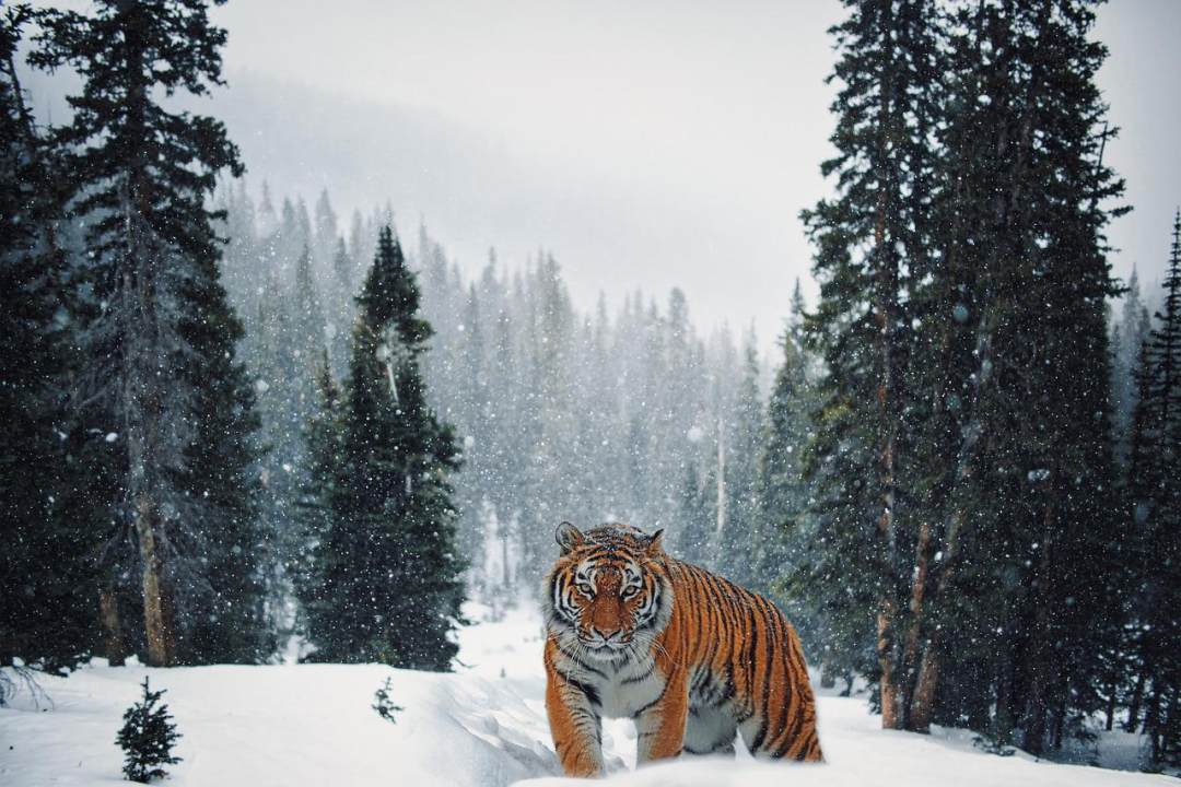 老虎 雪 森林 景观 山图片