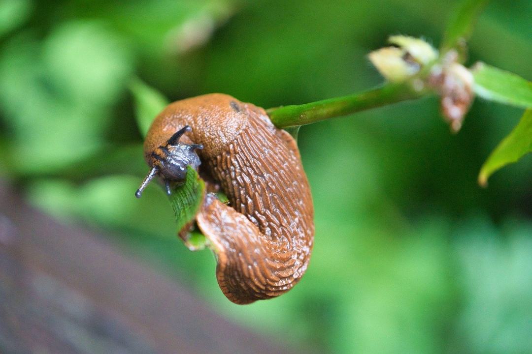 蜗牛 蛞蝓 软体动物 特写图片