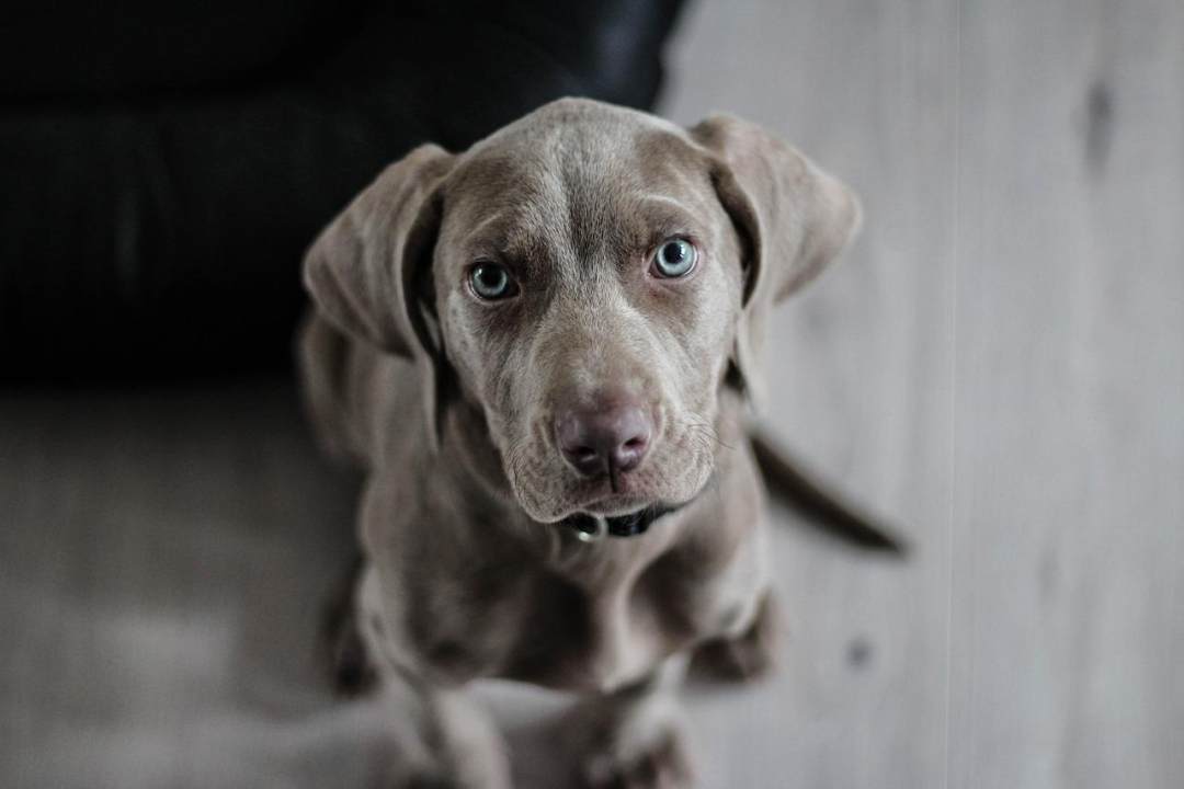 犬只 小狗 狗 鼻子 动物肖像图片