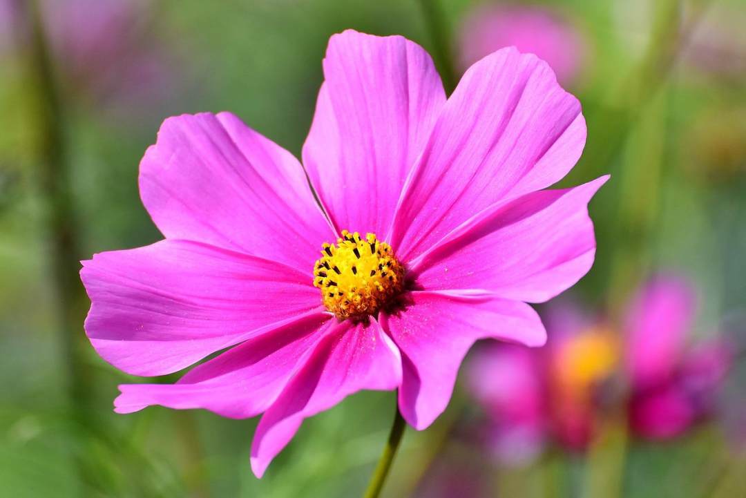 宇宙 花 cosmea 粉红色的花 花瓣图片