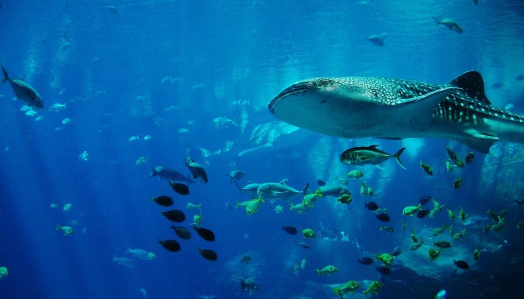 鲸鲨 鲨鱼 水族馆 水 颚图片