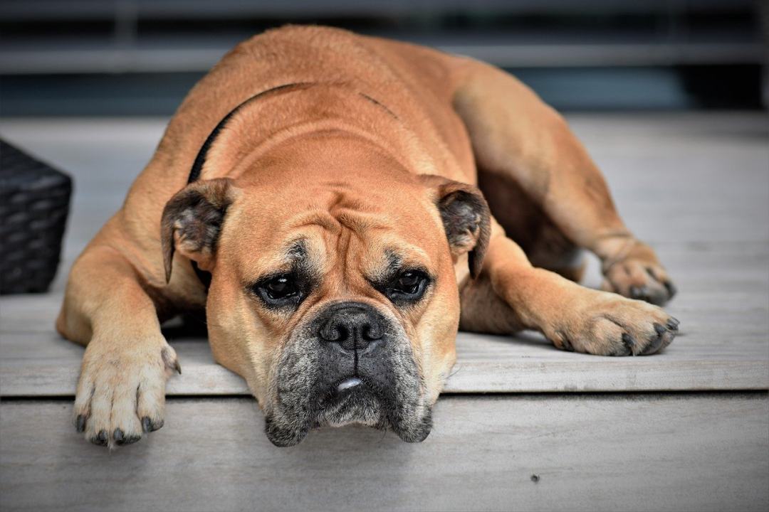 大陆斗牛犬 狗 动物 宠物 动物肖像图片