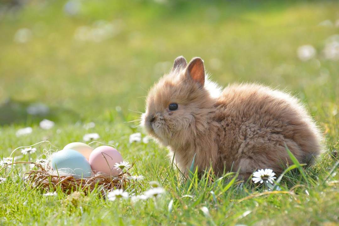 复活节 复活节兔子 蛋 复活节彩蛋 复活节快乐图片