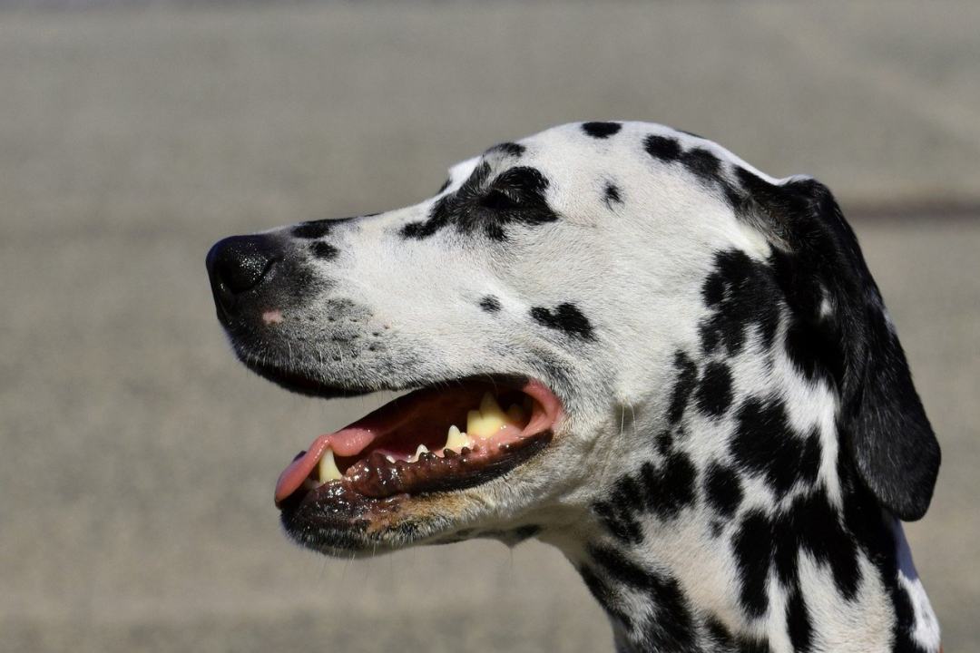 狗 达尔马提亚 宠物 犬类 舌头图片