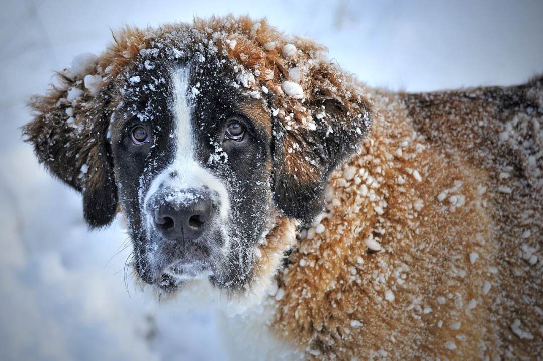 狗 家畜 雪 世界上的动物 动物图片