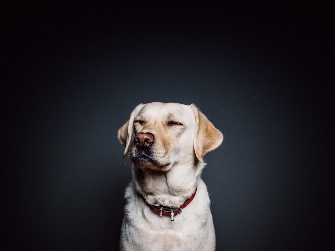 狗 宠物 犬类 动物 毛皮图片