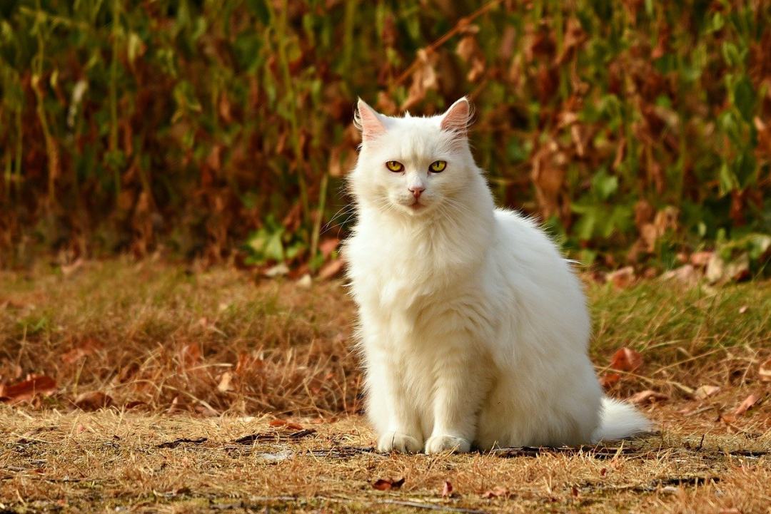 猫 宠物 猫科动物 动物 毛皮图片