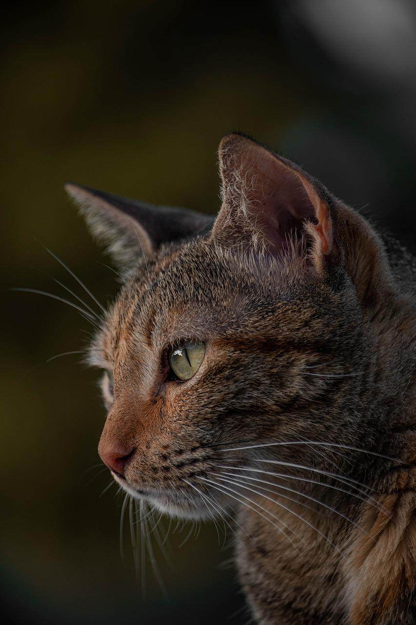 猫 虎斑猫 宠物 动物 鲭鱼猫图片