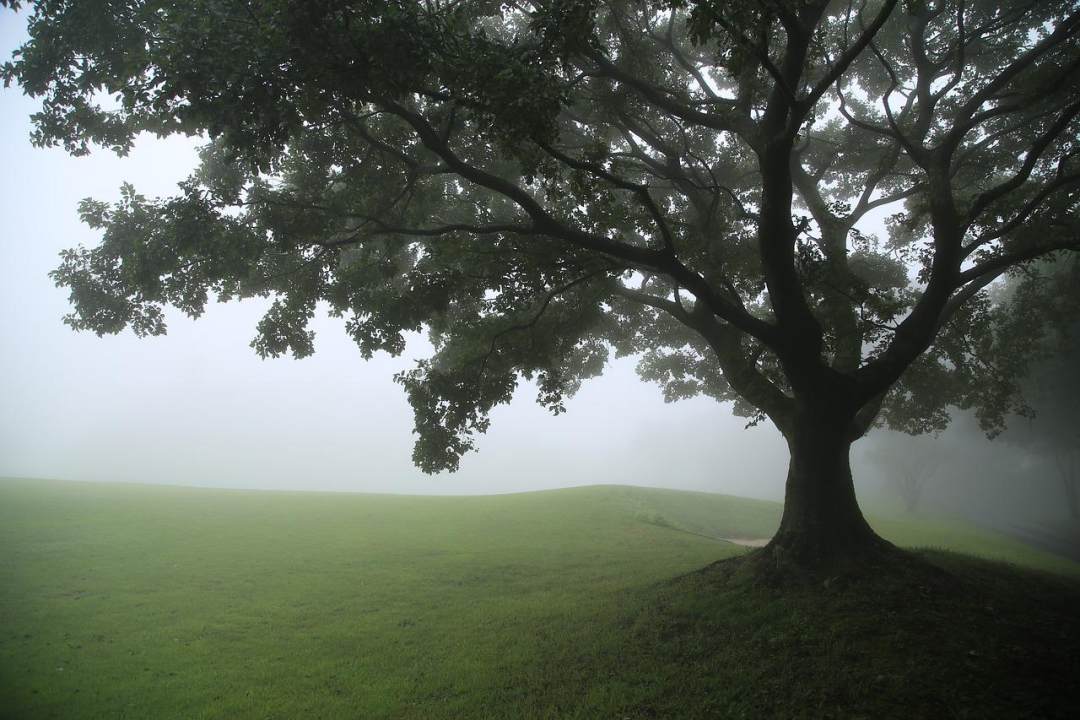 树 草 多雾路段 原野 草地图片