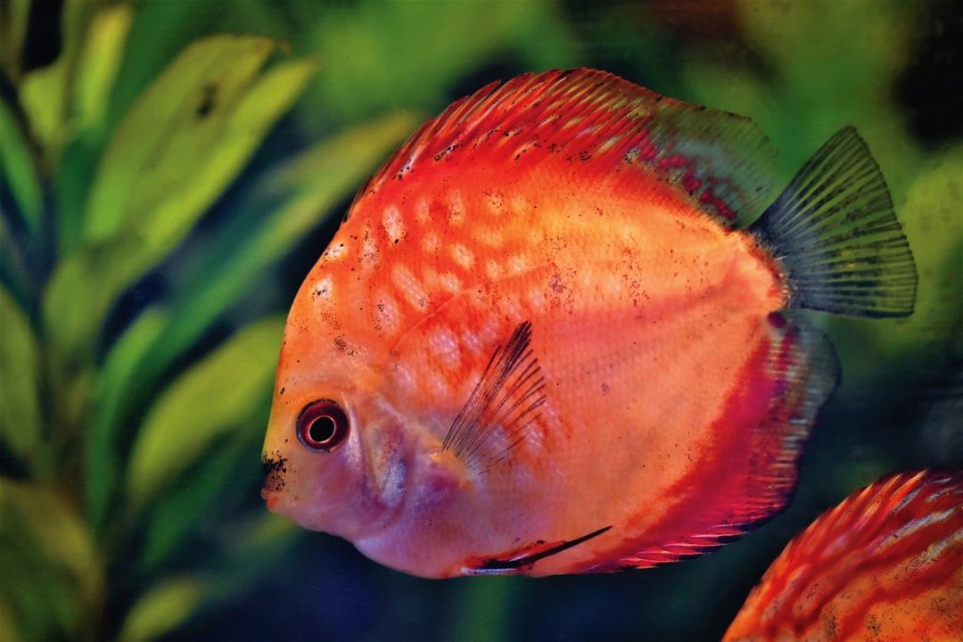 铁饼鱼 铁饼 cichlid 鱼 观赏鱼 水族馆图片