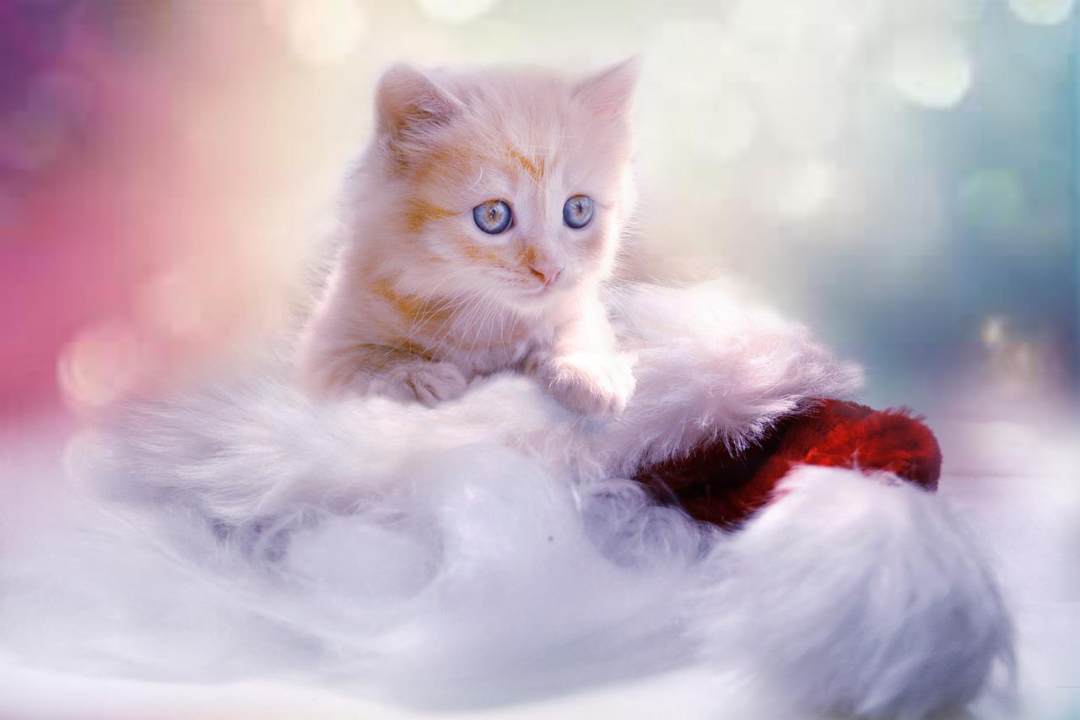 小猫 灰色的 心 猫 圣诞节图片