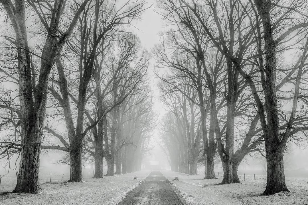 雪 树木 大街 绿树成荫 秃树图片