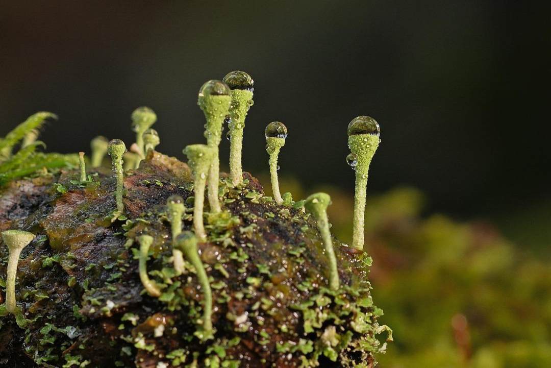 杯苔藓 地衣 轻敲 宏 苔藓图片