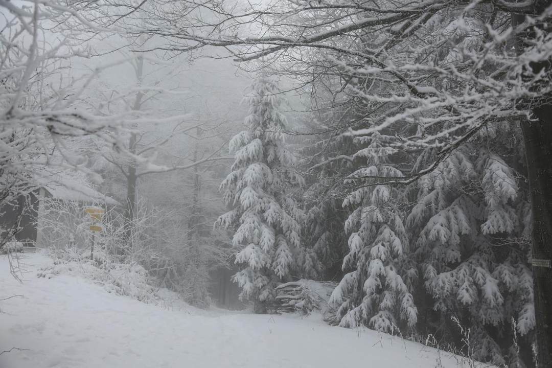 冬天 森林 雪 自然 树木图片