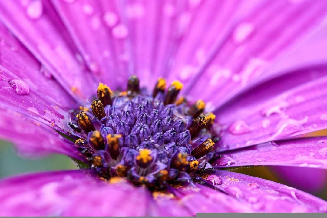 非洲雏菊 花 露 露滴 水滴图片