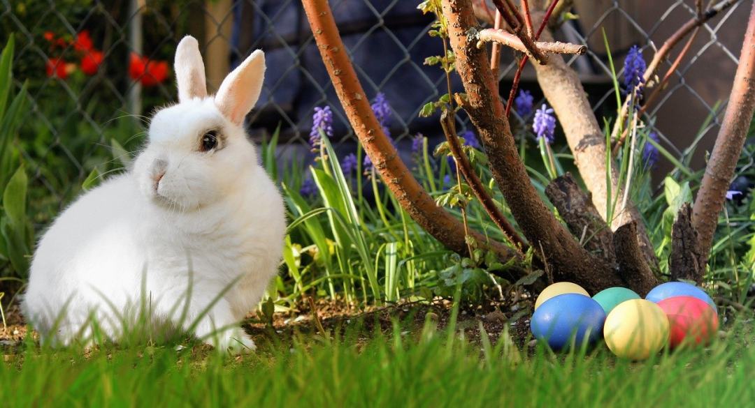 复活节 兔子 白色的 复活节彩蛋 蛋图片