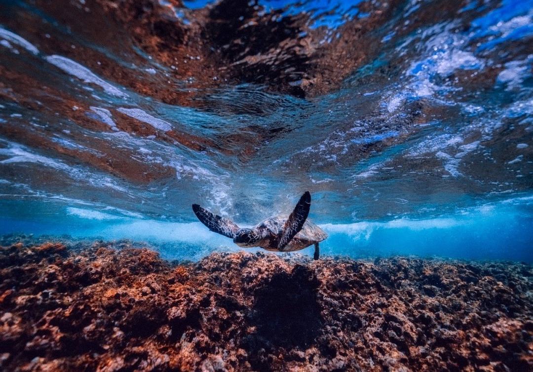 海 海洋 水下 龟 海上生活图片