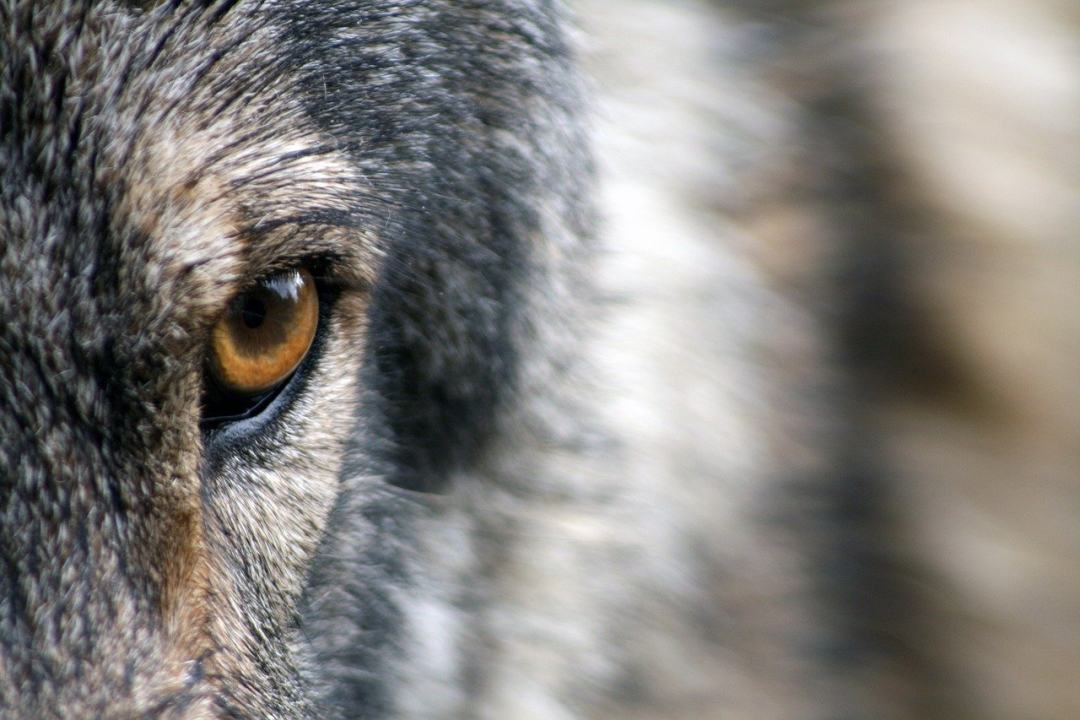 狼 眼睛 毛皮 荒野 动物图片