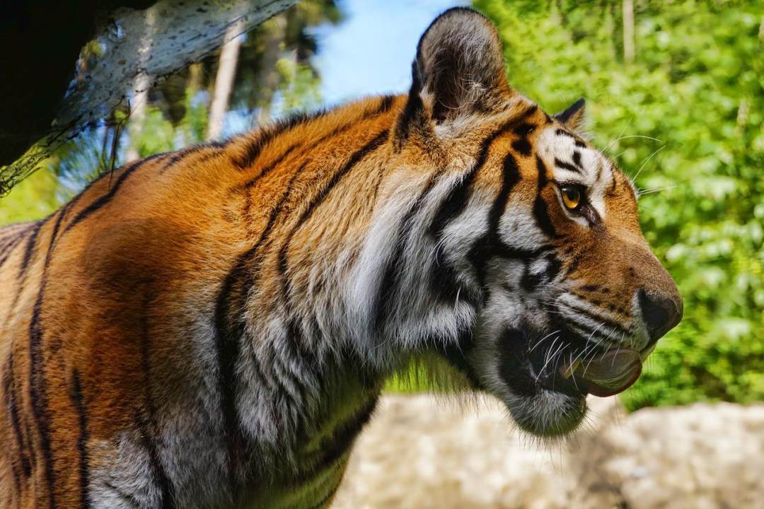 老虎 动物 动物园 大猫 条纹图片