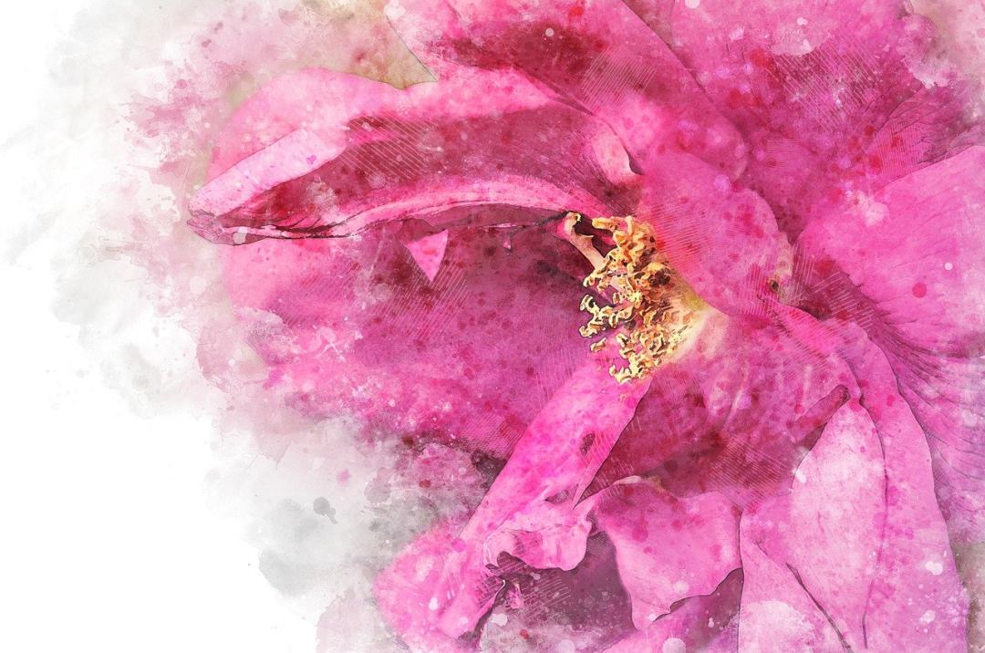 玫瑰 花瓣 粉色的 背景 木制的图片