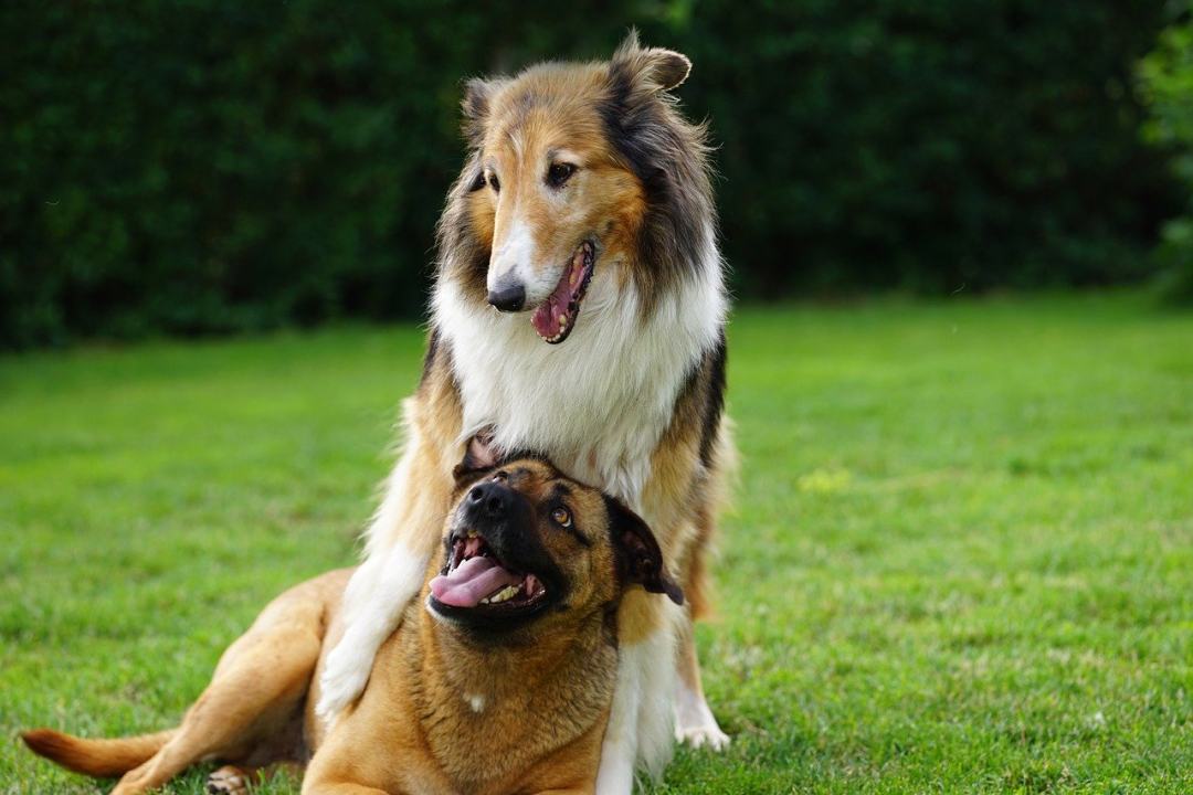 小狗 宠物 犬类 动物 说谎图片