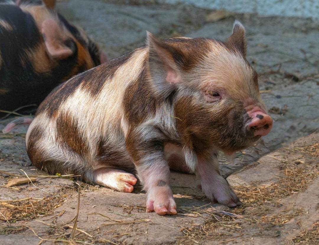 小猪 猪 婴儿动物 养猪kunekune 动物图片