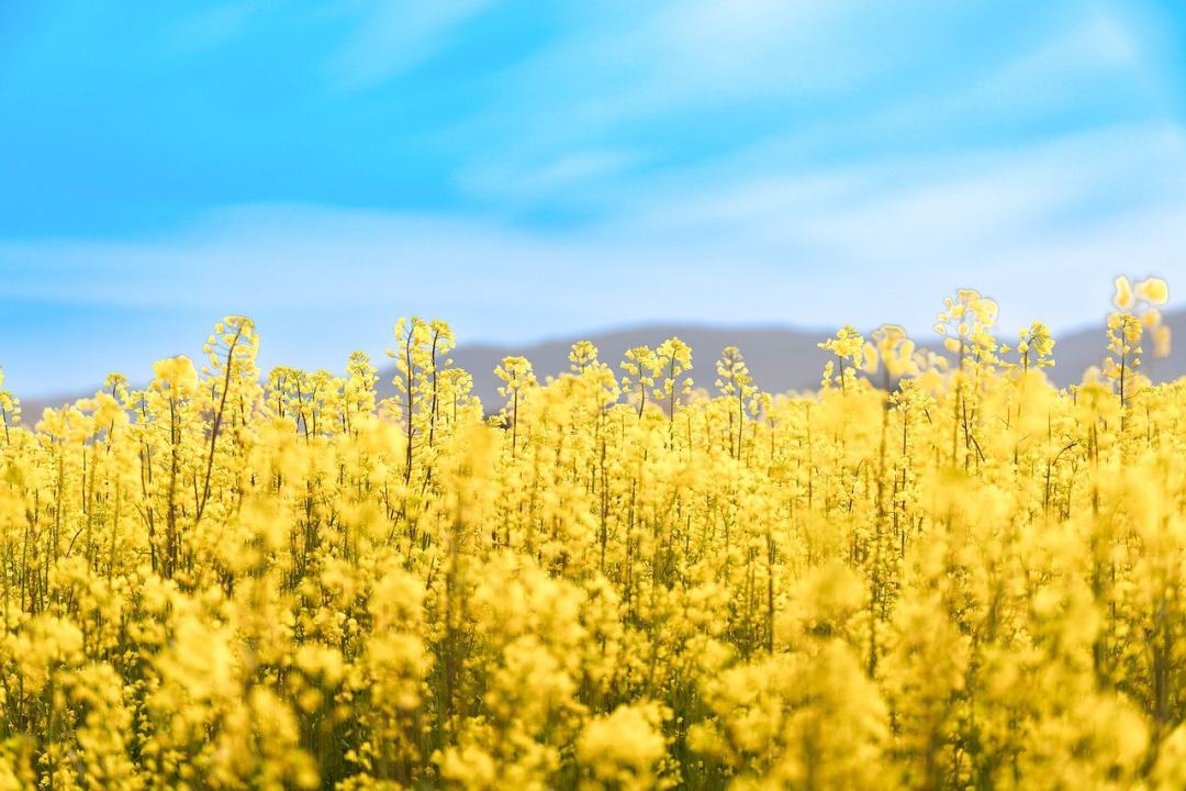 自然 油菜籽 原野 户外 开花图片