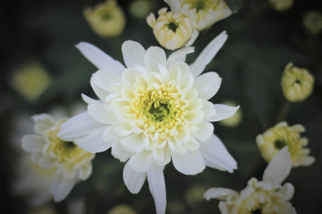 白色雏菊 白色的花 花 盛开 自然图片