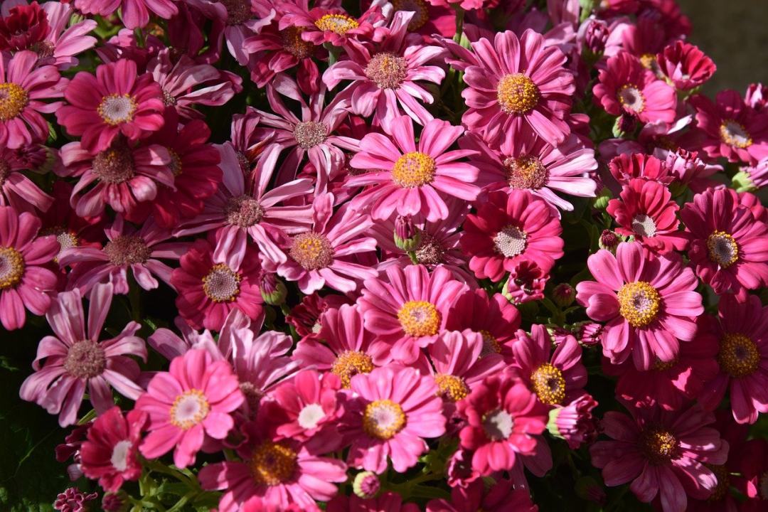 翠菊花 绦虫 鲜花 植物 花瓣图片