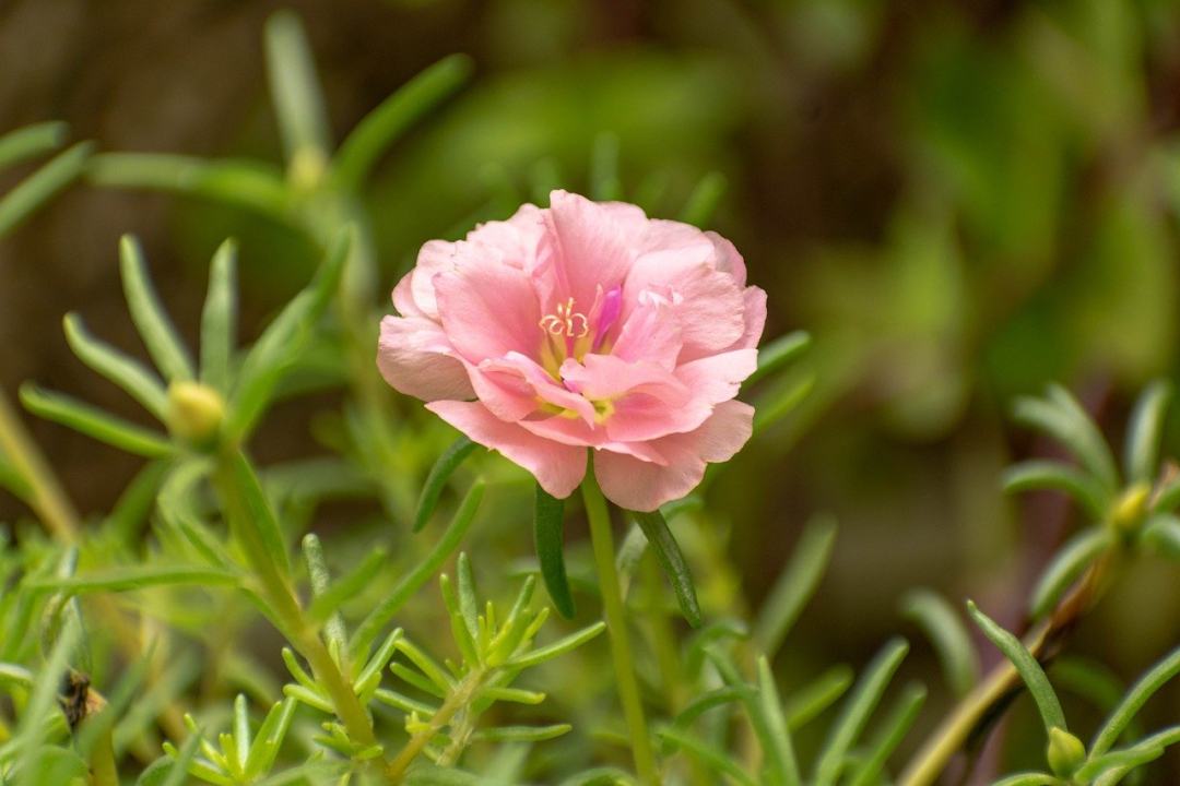 粉红色的花 粉色的 花 花的 自然图片