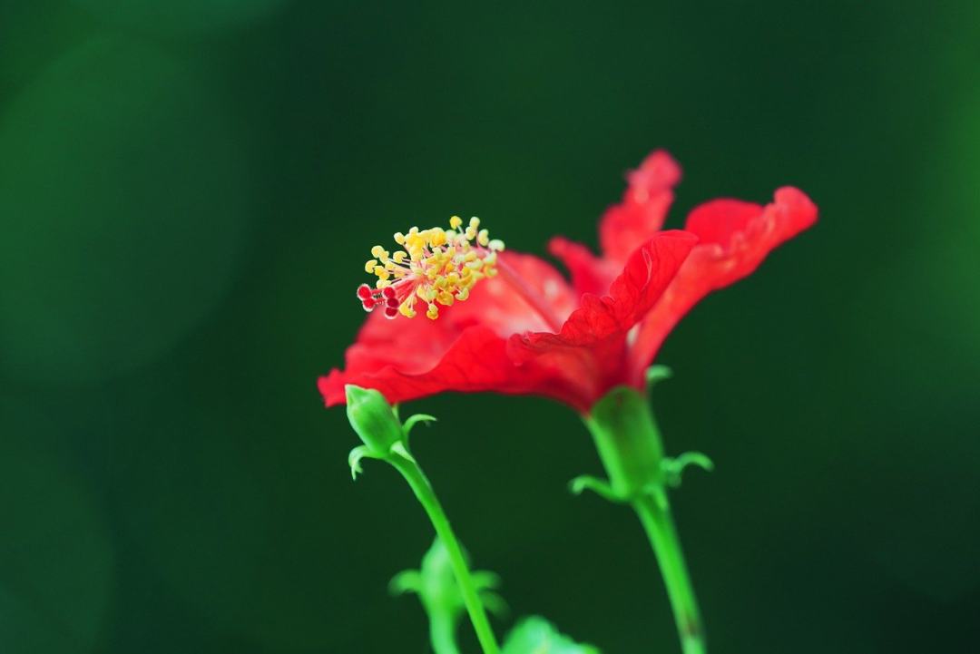 芙蓉 红芙蓉 红花 花 植物群图片