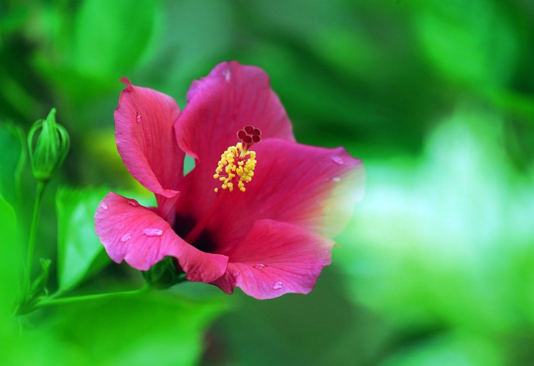 芙蓉 粉红色的芙蓉 粉红色的花 花 自然图片