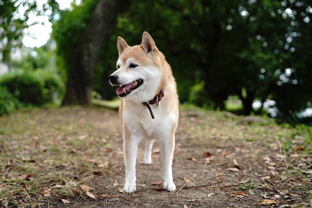 狗 宠物 犬类 动物 毛皮图片