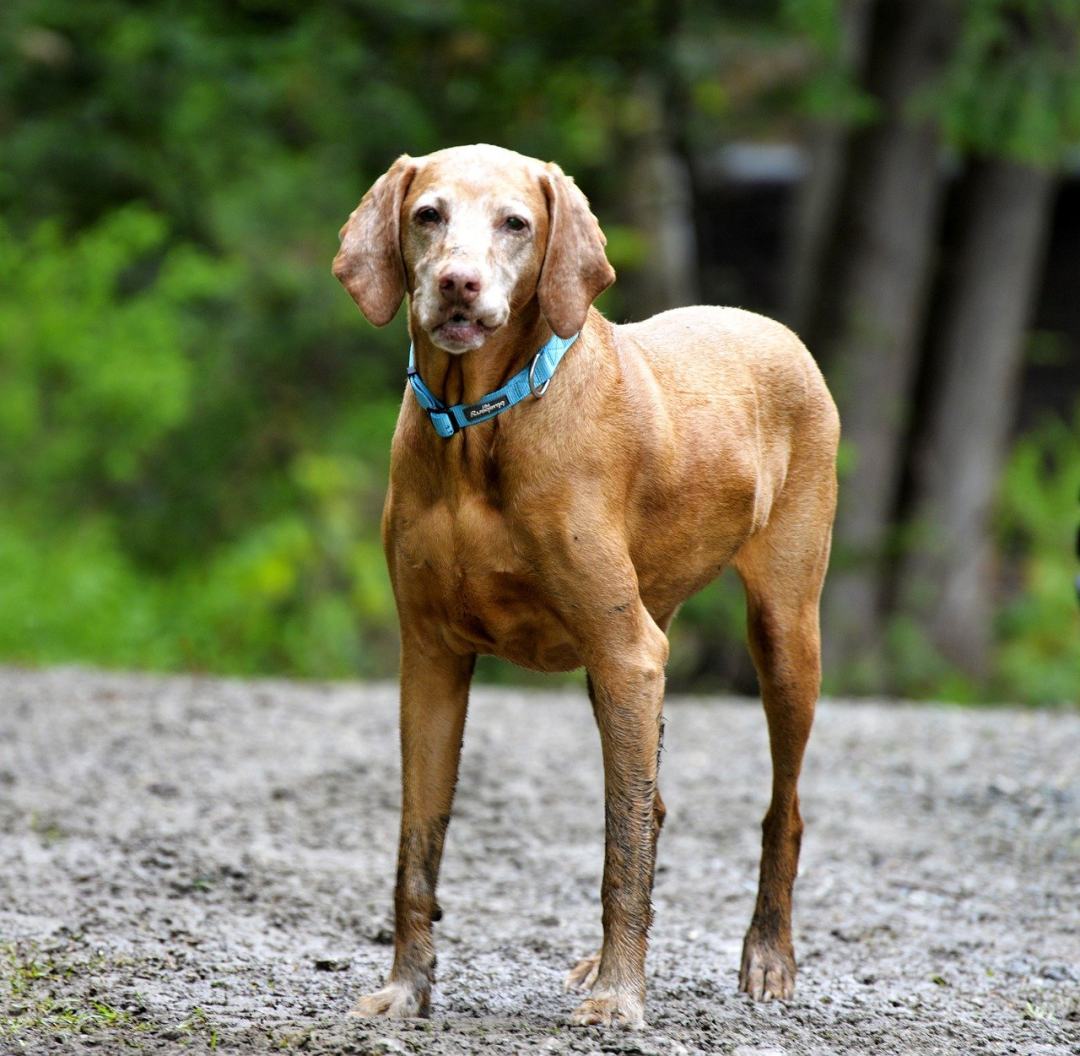 狗 宠物 动物 自然 犬类图片