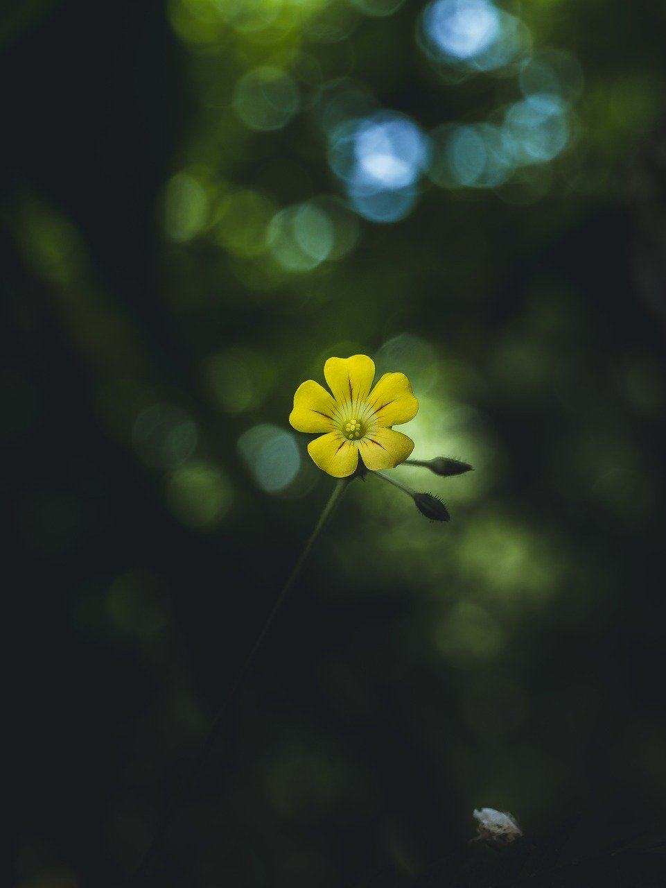 花 黄花 自然 喀拉拉邦 印度图片