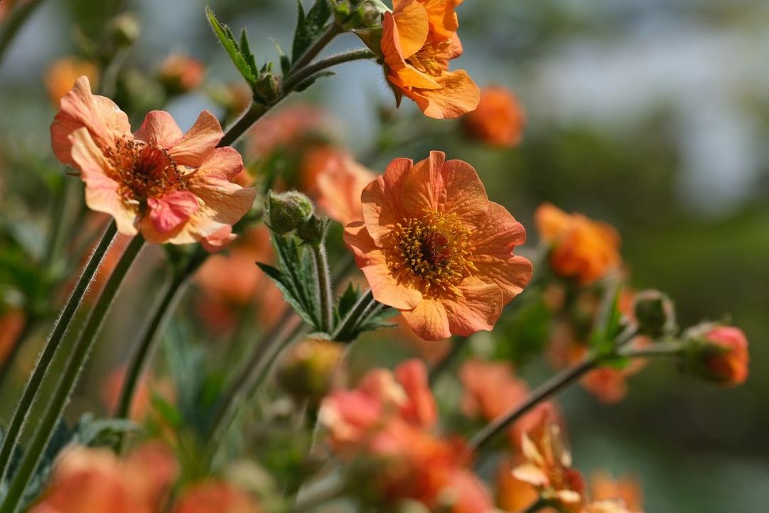 花 植物 花瓣 今 avens图片