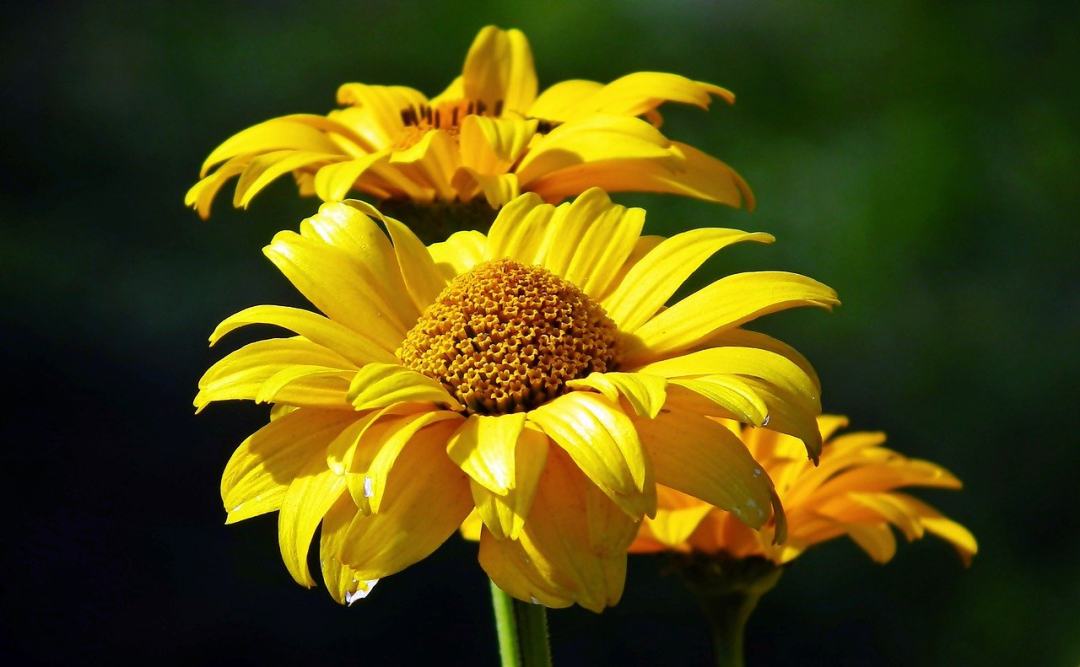 花朵 黄色的花 自然 花园 盛开图片