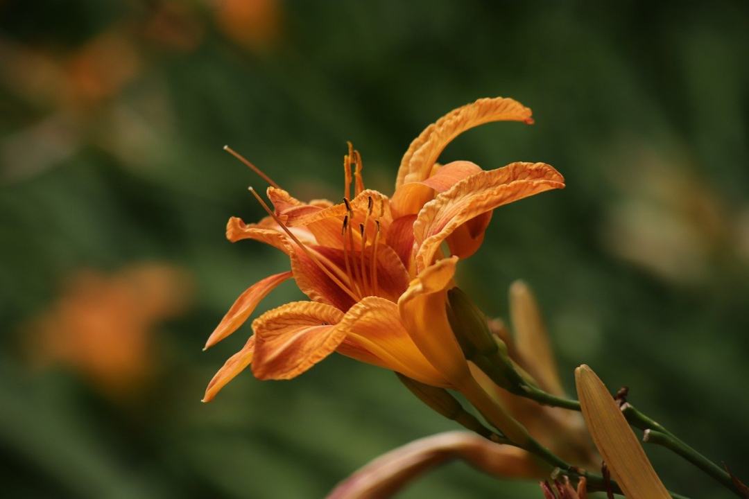 黄花菜 花 植物学 盛开 开花图片