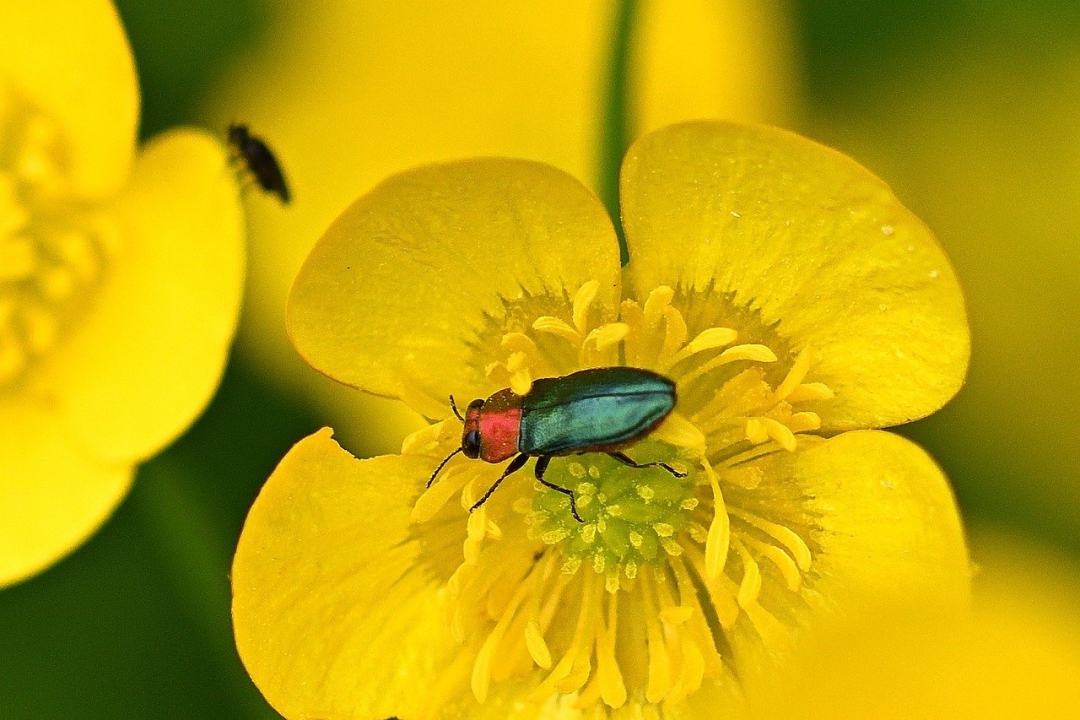 甲虫 闪亮的宝石甲虫 昆虫 开花 黄色图片