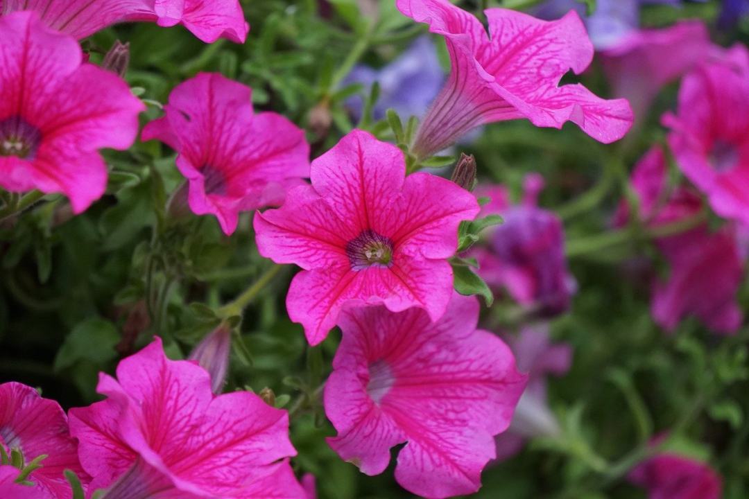 开花 粉色的 自然 花 植物学图片