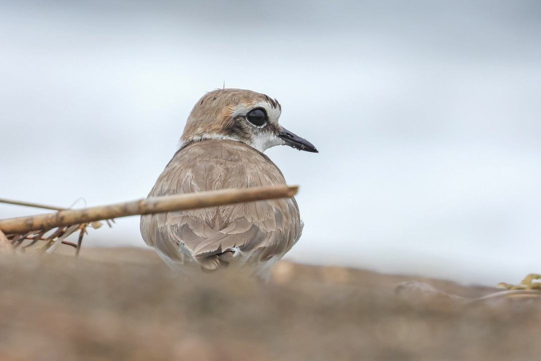 肯特鸻 鸟 动物 海岸 自然图片