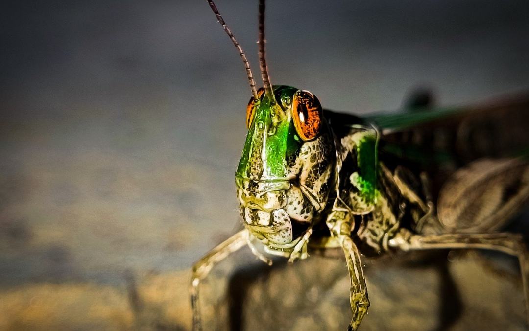 昆虫 昆虫学 蚱蜢 自然 森林图片