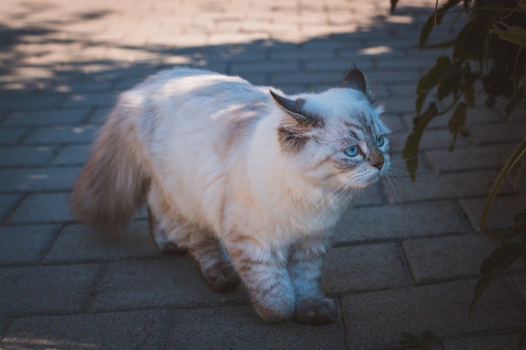 猫 户外 动物 国内动物 国内的猫图片