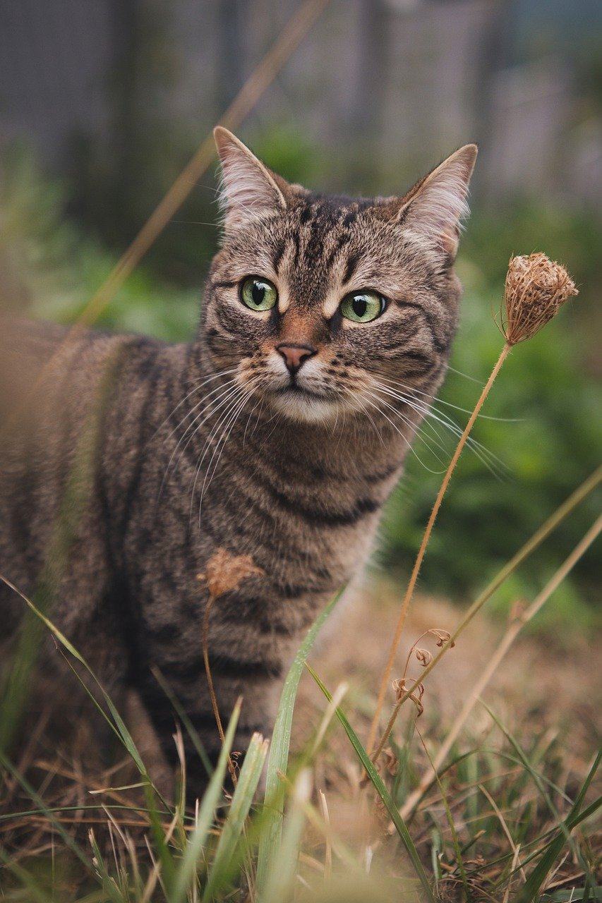 猫 虎斑猫 动物 宠物 自然图片