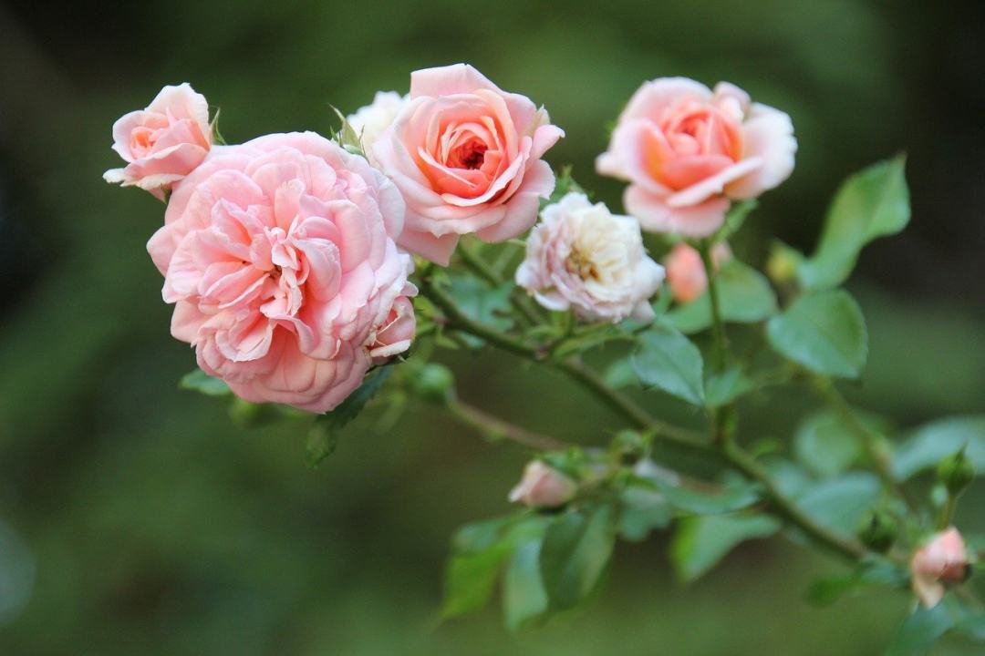 玫瑰 粉红玫瑰 粉红色的花朵 花朵 盛开图片