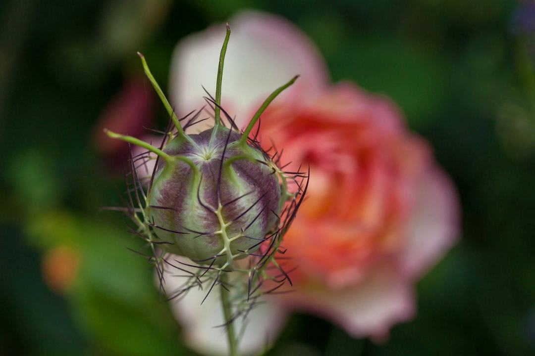 玫瑰 花园 植物学 花 奈杰拉图片