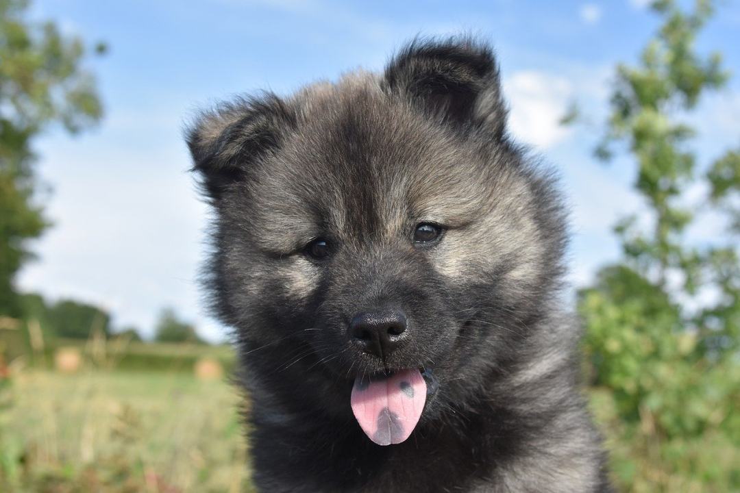 欧式小狗 犬类 欧亚蒂利 欧亚女性 小狗舌头图片