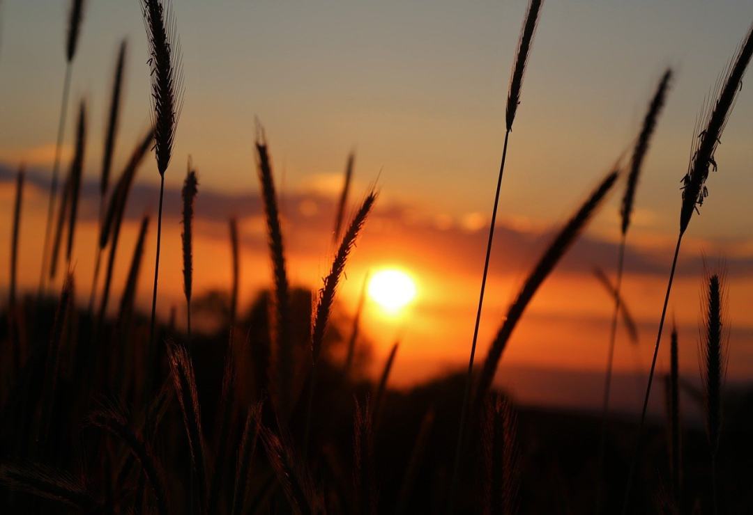 日落 晚上 草药 傍晚的太阳 太阳图片