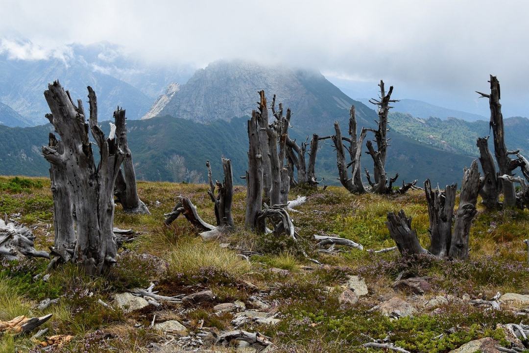 森林 山 多雾路段 景观 障碍图片