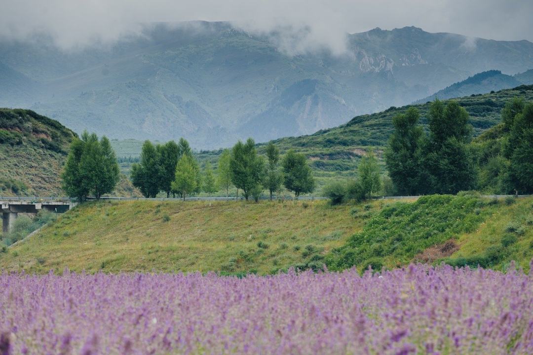 山 薰衣草 花朵 原野 有天赋的人图片